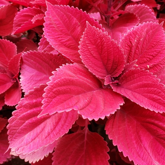 Meet your Posher, Rosalba - Picture 1 of 1